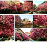 uzhgorod-sakura 